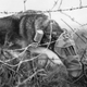 Imagen: Perro mensajero. AP Images